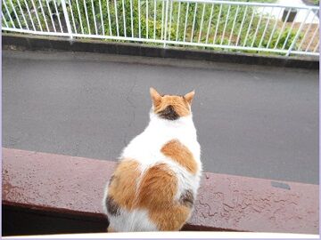 7月14日（25）仮