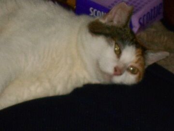 8月14日（30）仮