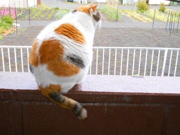 5月10日（27）仮