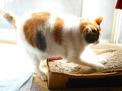 1月16日(9)仮