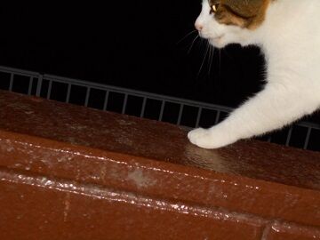 12月12日（28）仮