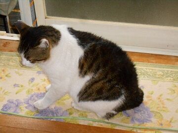 5月10日（40）仮