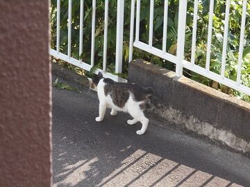 7月10日（12）仮