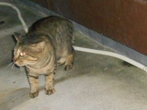 8月8日（27）使用