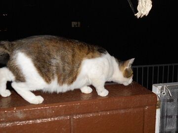 6月14日（61）仮