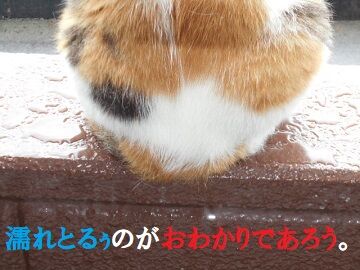 7月17日(49)仮