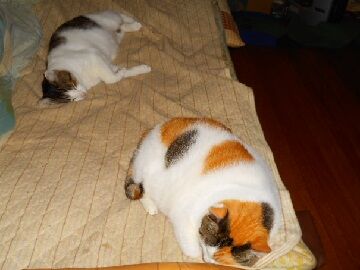 10月18日（19）仮