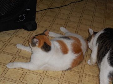 8月10日（26）仮