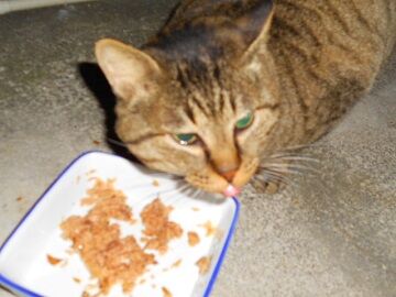 12月15日（48）仮