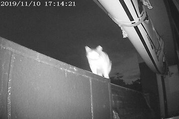 11月10日(98)使用