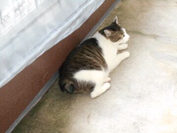 6月26日（18）仮