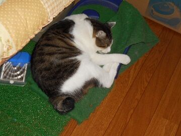 9月13日（55）仮