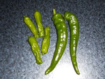 DSCN2544