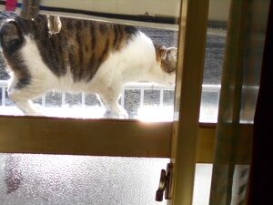 3月6日（19）使用