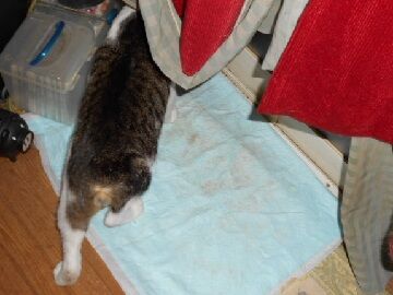 7月22日（76）仮