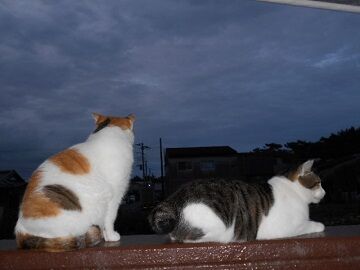 8月23日（57）仮