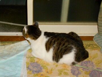 10月20日（9）仮