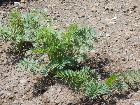 DSCN0964