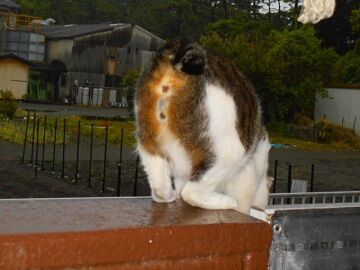 5月10日（50）仮