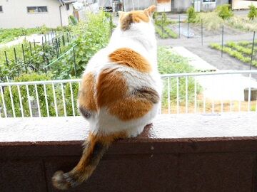 6月24日（27）仮