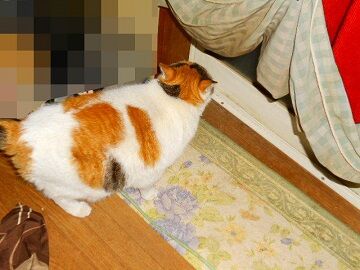 4月16日(49)仮
