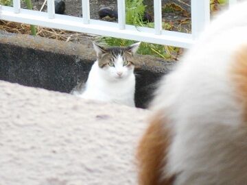 10月2日（36）仮