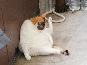 6月26日（22）仮