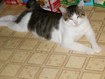 7月19日（52）仮