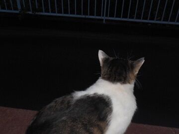 9月12日（5-3）仮