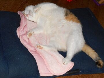 7月26日（74）仮