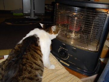 1月22日（34）仮