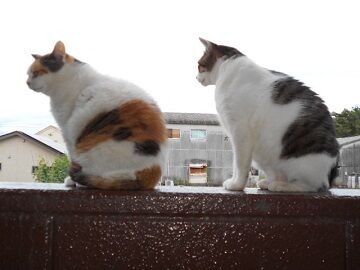 6月20日（57）仮