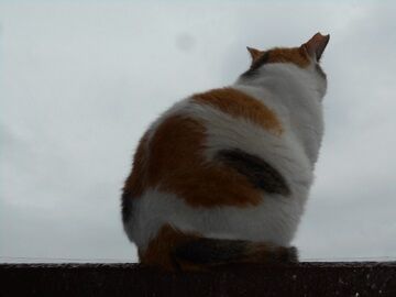 7月30日（41）仮