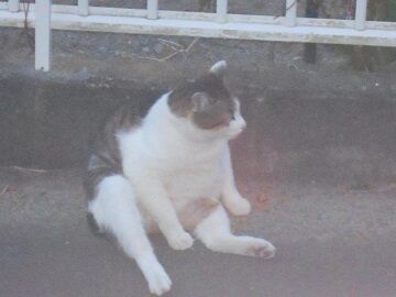 4月26日（16）仮