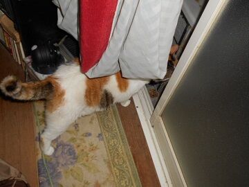 8月25日（35）仮