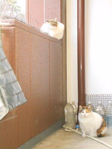 2月10日（38）仮