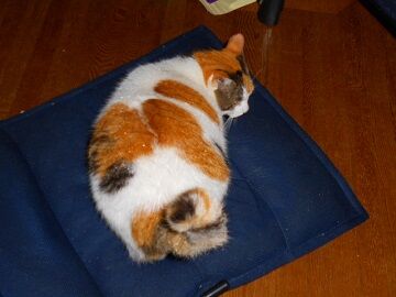 10月25日（11）仮