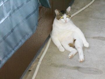 6月13日（48）仮