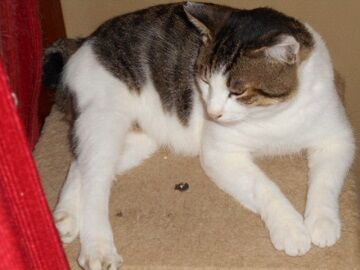 8月15日（16）仮