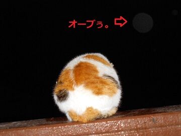 4月10日(13)仮