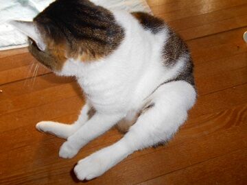 12月31日（12）仮