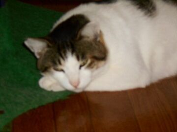 10月4日（51）仮