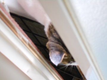 9月21日(11)仮
