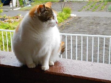 4月13日（55）仮