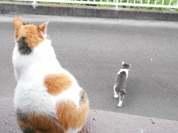 7月26日（84）仮