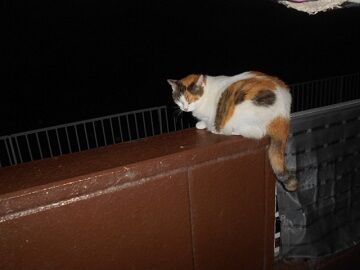 8月12日（17）仮