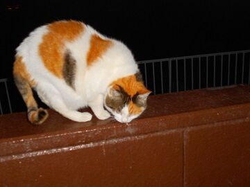 12月24日（28）仮