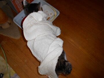 10月14日（9）仮