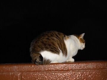 12月31日（7）仮