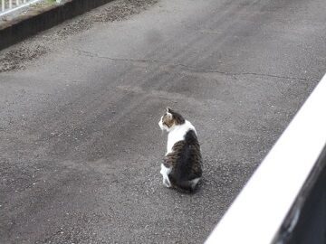 7月20日（39）仮